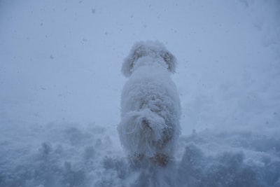 雪地上长着白色皮毛的小型狗